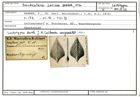Karteikarte zum Lectotyp von Frondicularia sarissa Karrer, 1870
